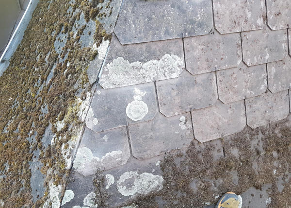 Dachreinigung Altstadthaus in Oerlikon