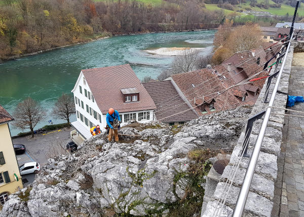 Sträucher schneiden in einer Felswand unterhalb der reformierten Kirche Aarburg, Auflage 2017