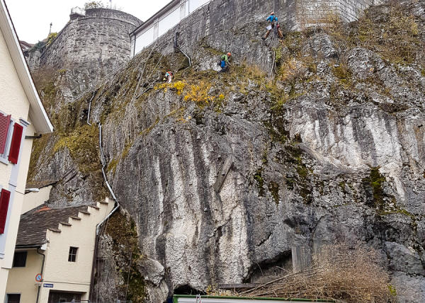 Sträucher schneiden in einer Felswand unterhalb der reformierten Kirche Aarburg, Auflage 2017